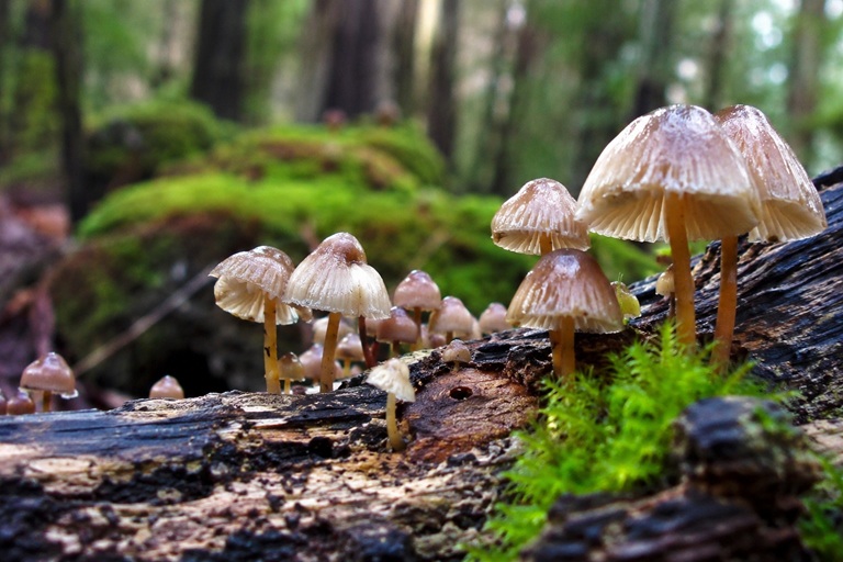 Curso de posgrado: Ecofisiología de hongos y adaptaciones a distintos ambientes