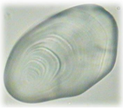 Curso de posgrado en Micrografía