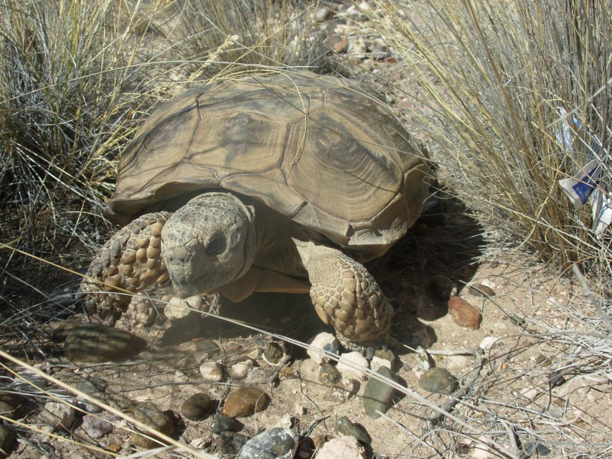 Curso extracurricular y de posgrado Diversidad, evolución e historia natural de anfibios y reptiles